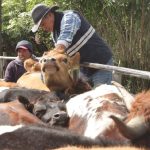 Gobierno Nacional impulsa una ganadería sostenible y regenerativa para fortalecer la producción pecuaria