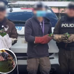 Tres guacamayos fueron rescatados en el área de encomiendas de una terminal de Quito