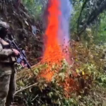 Militares localizan y destruyen aproximadamente 20.000 plantas de coca en Pichincha