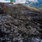 Vacas, conejos y serpientes, entre las afectaciones del incendio que causó zozobra en Sorialoma