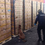 Decomisan 1.080 cajas de fruta impregnadas con cocaína en un contenedor en Guayaquil: carga pesaba 1,2 toneladas y su valor alcanza los $ 58 millones