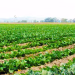Ecuador busca transformar su producción hortícola en una nueva fuerza agroexportadora hacia 2035