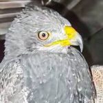 Águila que había sido rescatada en Azuay muere por heridas de perdigón