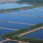 Camaroneros presentan plan de acción para enfrentar los efectos de El Niño