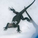 Gobierno Nacional coordinó acciones para el retorno de iguanas marinas a Galápagos bajo estrictos protocolos de bioseguridad