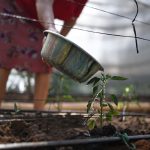 El Niño agrava crisis alimentaria: FAO advierte sobre impacto en cosechas