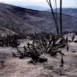 Cinco provincias mantienen nueve incendios forestales activos en Ecuador, según Riesgos