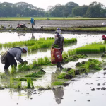 Arroceros de Guayas apuran la siembra para alcanzar a cosechar a tiempo