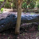 Decapitan estatua de Felipe Calderón en Los Pinos durante foro del exmandatario