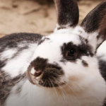 Ecuador reactiva la venta de conejos en ferias tras controlar brote de enfermedad hemorrágica