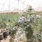Exportaciones de arándanos de Ecuador repuntan casi 800 % frente a los gigantes regionales