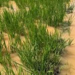 Agricultores de Los Ríos temen perder cultivos de arroz, maíz y soya por las lluvias