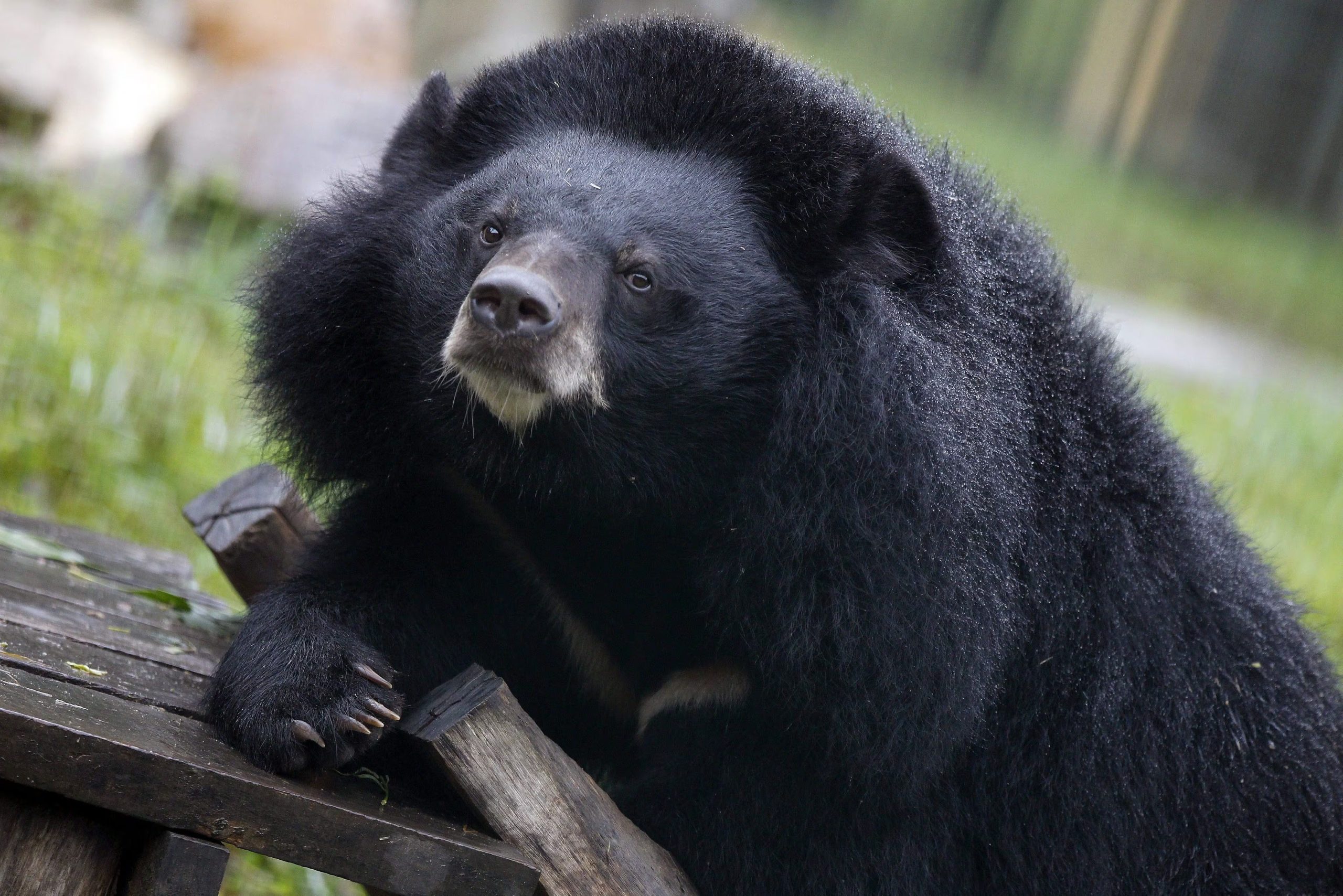 Entre abril de 2025 y marzo de 2026, el país registró 238 personas atacadas por estos animales y 13 muertes, mientras los reportes subieron un 150% (EFE/ Luong Thai Linh)
