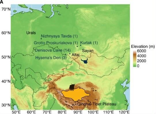 Un período de calentamiento climático ocurrido hace 400.000 años facilitó el aislamiento y la especiación de la población (Gentileza, estudio Genomas antiguos revelan una especie bovina extinta de Asia de latitud media, publicado en Current Biology)