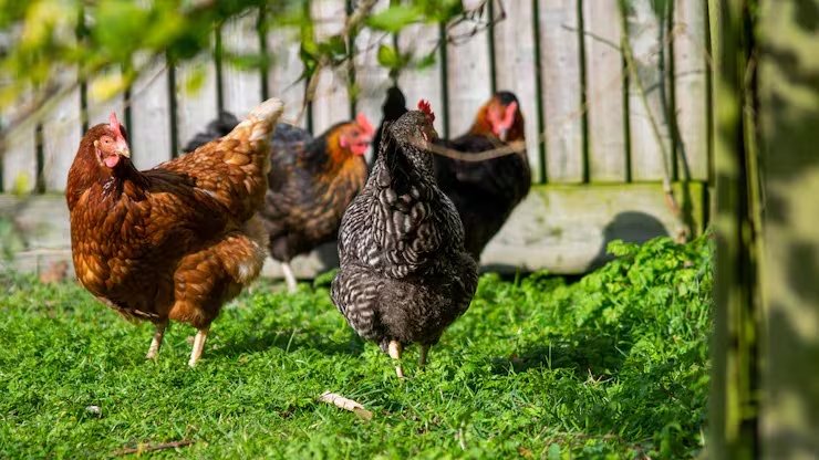 La falta de espacio, el desconocimiento biológico y la escasez de personal especializado condicionan el ingreso de animales escasos a los zoológicos (Magnific)