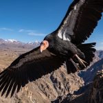 Estudio revela que zoológicos no amplían poblaciones ante mayor riesgo de extinción