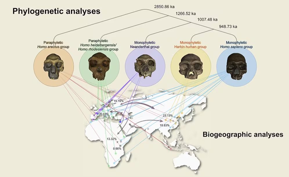 Las poblaciones actuales de Filipinas, Papúa Nueva Guinea y Australia conservan hasta un 4% de ADN denisovano (Gentileza, estudio: Un cráneo de gran tamaño hallado en Harbin, en el noreste de China, establece un nuevo linaje humano del Pleistoceno Medio, publicado en The Innovation)