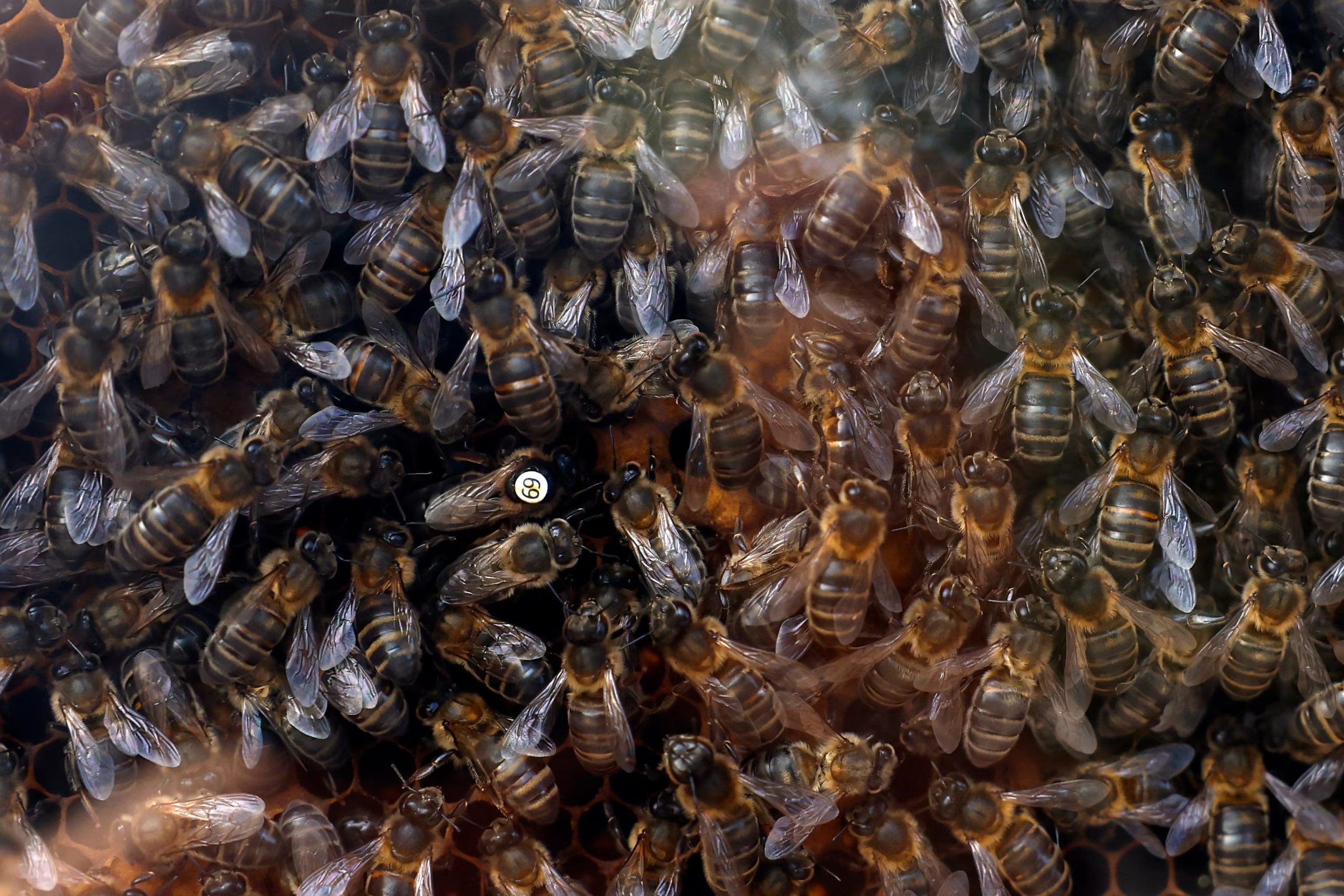 La mayoría de las especies de abejas silvestres y la mitad de los sírfidos perdieron presencia en sus áreas de distribución en Europa (EFE/ Jesús Diges)
