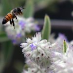 Declive histórico de abejas silvestres en Europa preocupa a científicos