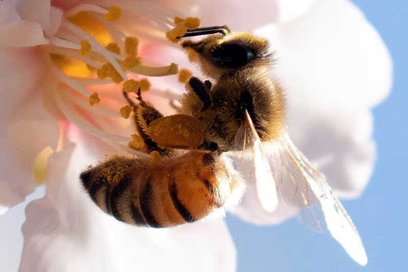 La cantidad de especies de polinizadores cayó en las regiones atlántica y continental, pero subió en los Alpes (REUTERS/ Amir Cohen)