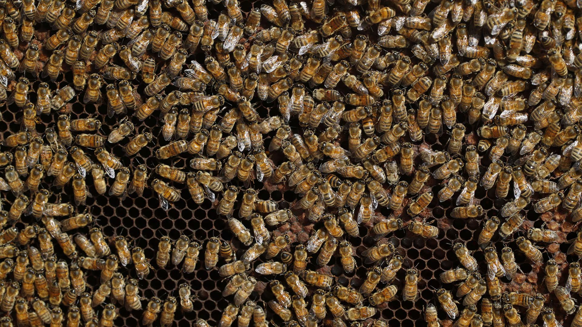 La fragmentación de hábitats, la intensificación agrícola y los plaguicidas causaron el retroceso de polinizadores según el CSIC (Reuters)