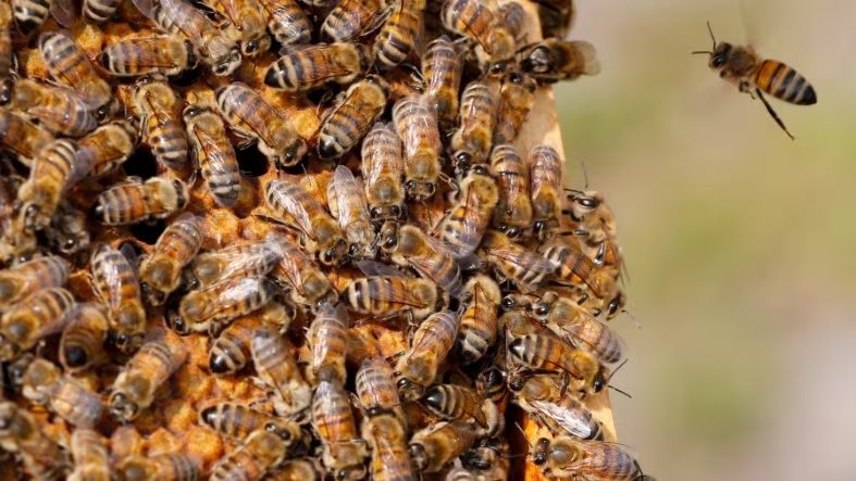 Las abejas melíferas en libertad afrontan una reducción del 56% en diez años sin la llegada de enjambres de colmenas manejadas (REUTERS/Yves Herman)