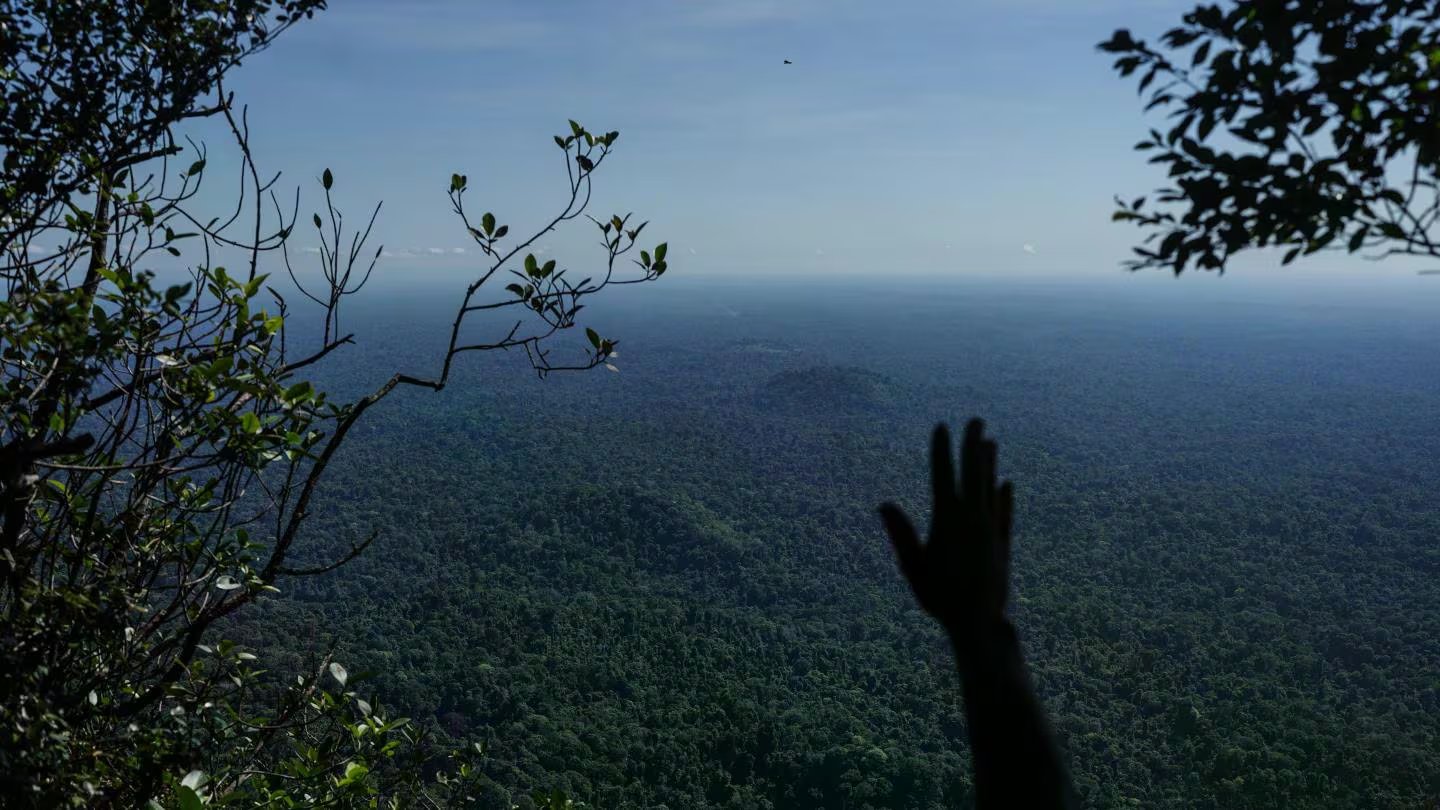 Los bosques administrados históricamente por las comunidades saamaka enfrentan una presión creciente por la tala y la minería de oro (AP)