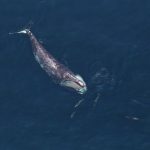 Ballena franca glacial: extinta en España, quedan 384 en el mundo