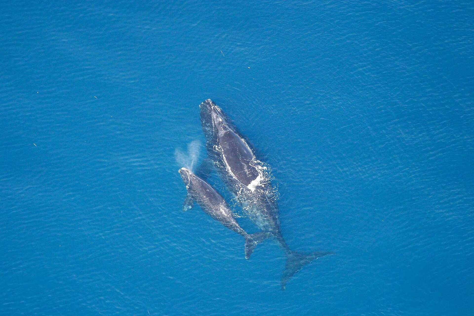 Ejemplares de ballena franca glacial. (NOAA/Wikimedia Commons)