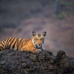 Informe WWF: Fauna silvestre cayó 73% pero hay esperanza en tortuga verde, tigre y atún rojo