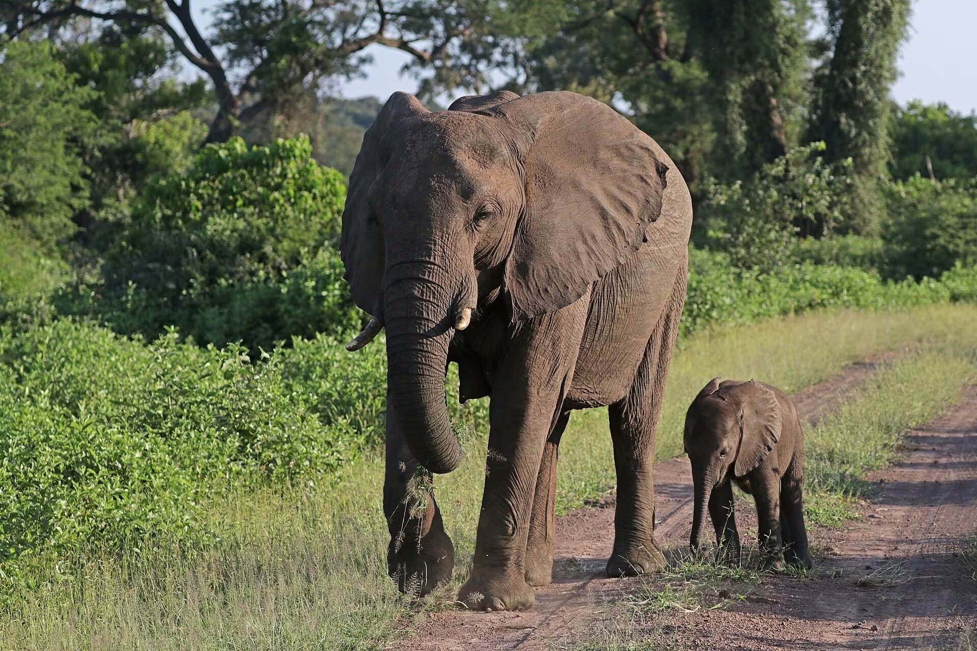 El caso del elefante africano de sabana es uno de los ejemplos que pone WWF de éxitos en la conservación de especies. (Sharp Photography/Wikimedia Commons)