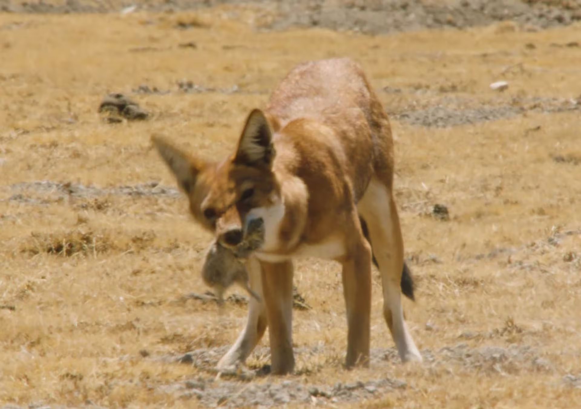 La rata topo gigante y otros roedores constituyen la base de la alimentación de esta especie (@animalogices)