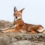 Menos de 400 lobos etíopes sobreviven; perros sin vacunar, su mayor amenaza