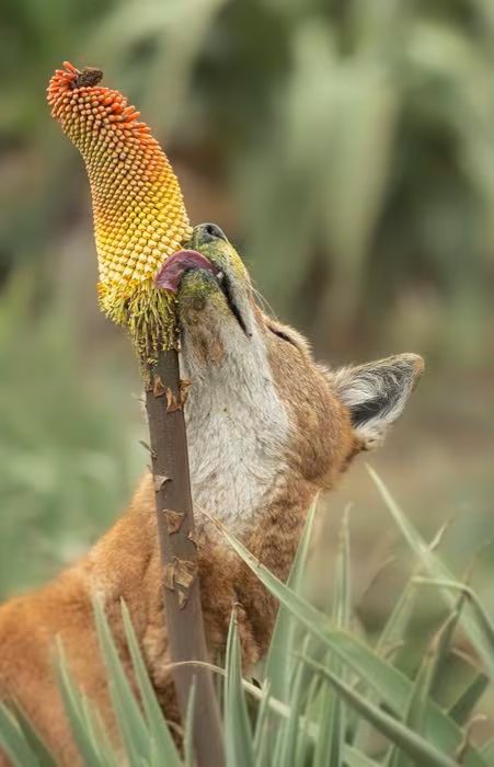 Un estudio científico reveló que los individuos de esta especie transportan polen de la flor Kniphofia foliosa adherido a sus hocicos (estudio Canids as pollinators? Nectar foraging by Ethiopian wolves may contribute to the pollination of Kniphofia foliosa, publicado en Ecology)