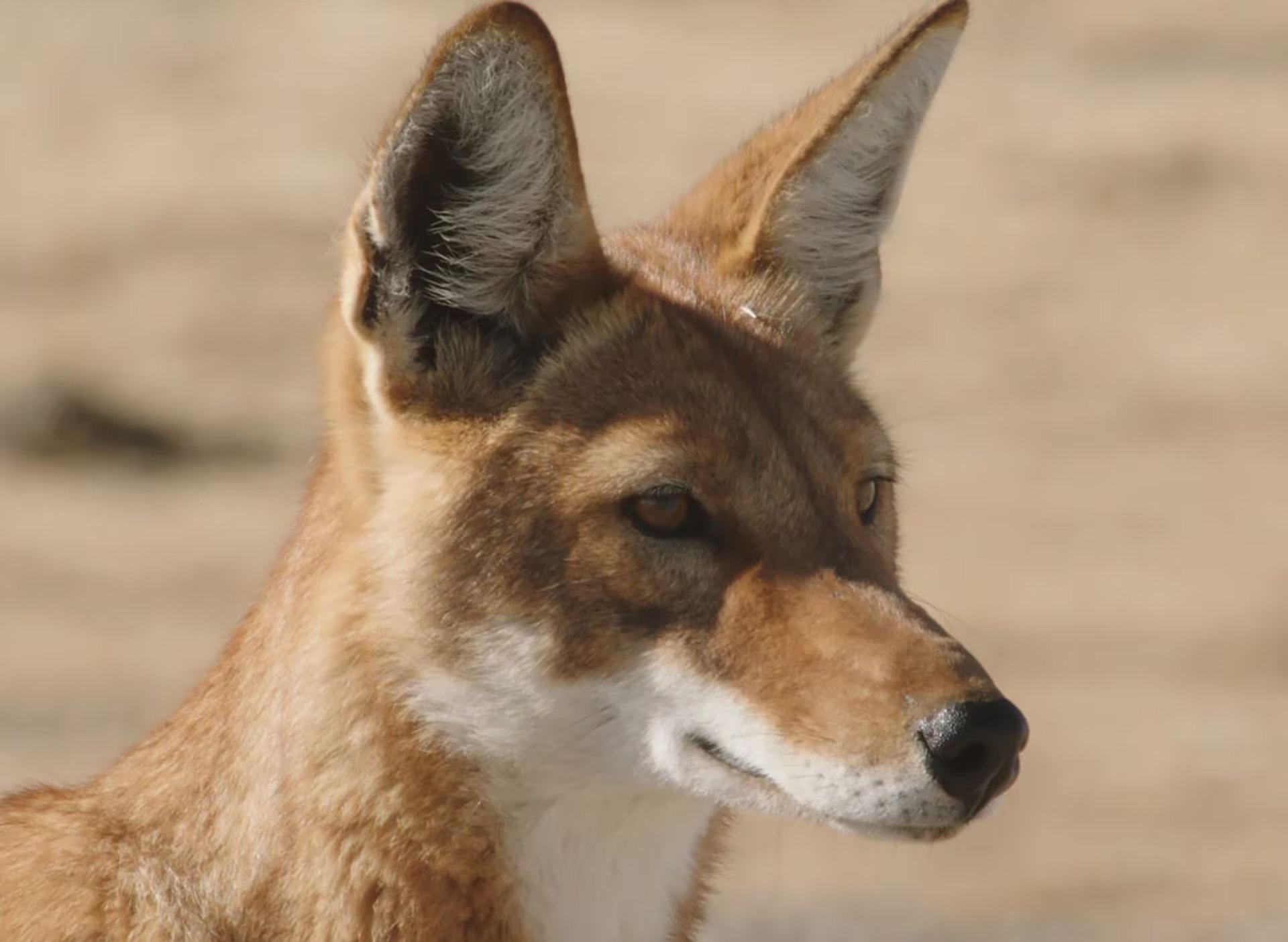 Los grupos familiares integran hasta doce ejemplares adultos que comparten la defensa del territorio (@animalogices)