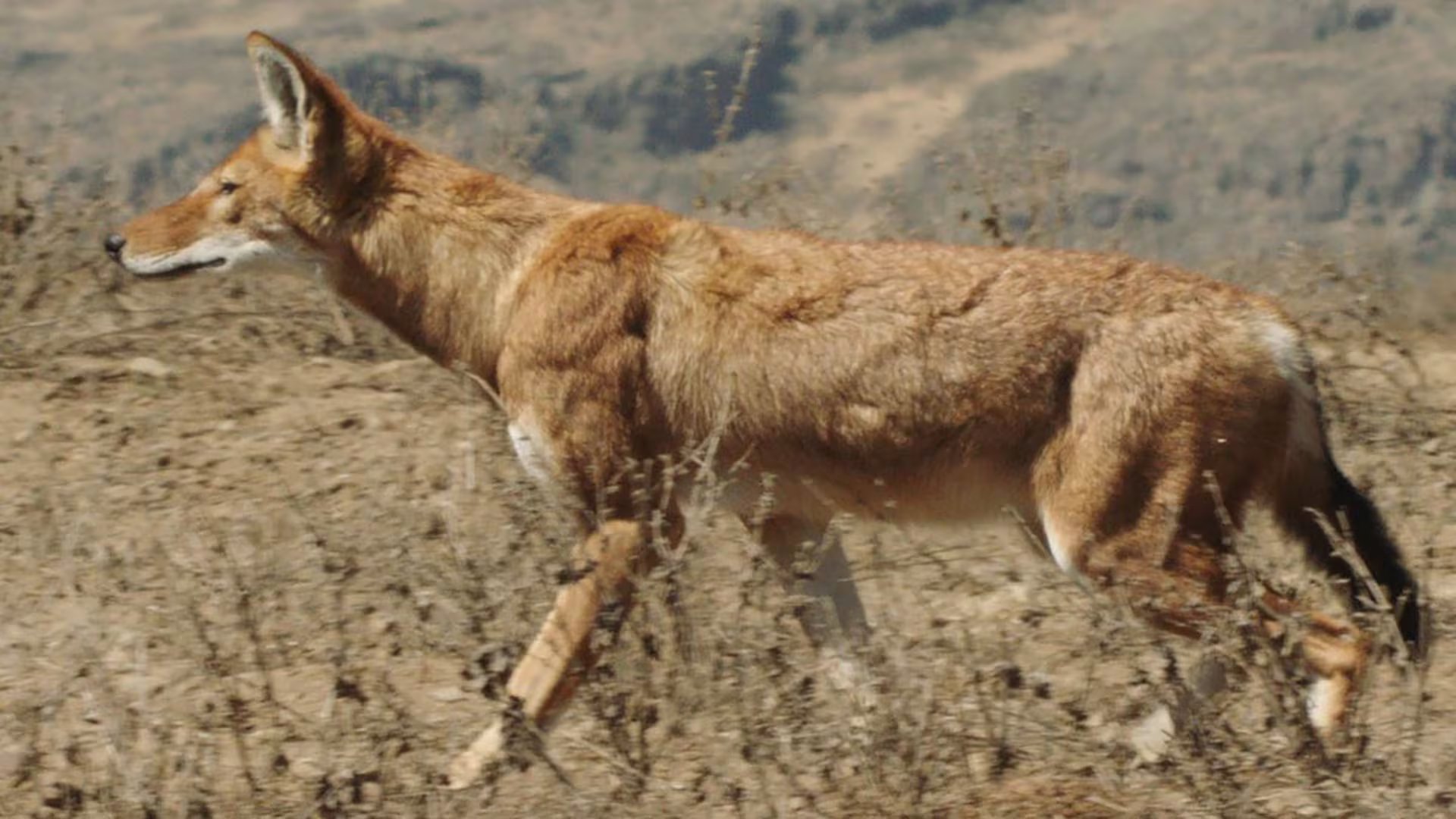 Más de la mitad de los ejemplares registrados vive en el Parque Nacional de las Montañas Bale (@animalogices)