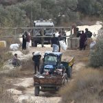 ONU denuncia violencia de colonos israelíes en cosecha de aceituna palestina
