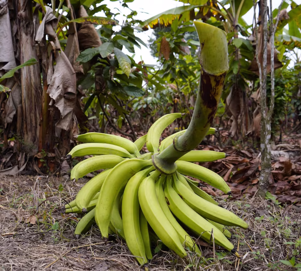 35J7ZXSE35A4TJK2SZYHYTQXR4