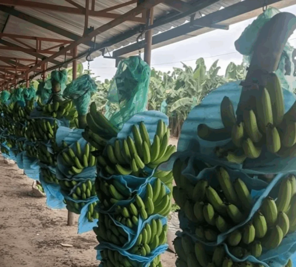 politica_decreto-ejecutivo-platano-banano-barraganete_25-11-2025-1536x1024-1