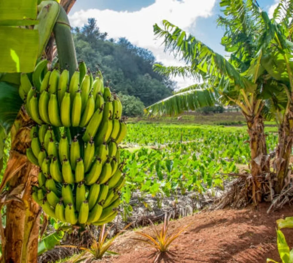 sociedad_hongo-platano-produccion-ecuador_15-7-2026-1536x1024-1